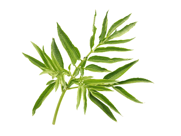 Cleavers Aerial Parts