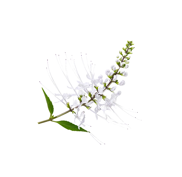 Stillingia Root