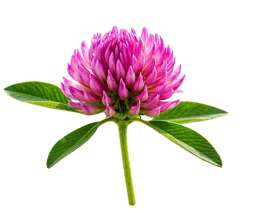 Red Clover Blossom